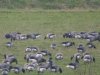 Black Brant at Fleet Head (Steve Arlow) (106543 bytes) Black Brant at Fleet Head (Steve Arlow) (106543 bytes)
